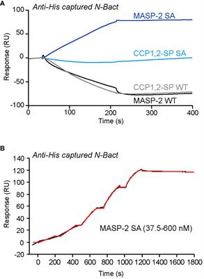 Revisiting the interaction between complement lectin pathway protease MASP-2 and SARS-CoV-2 nucleoprotein